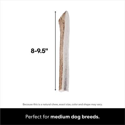 Show full view: Bones & Chews Made in USA Elk Antler Split Dog Chew, Large: 8.0 - 9.5-in slide 3 of 10