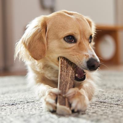 Show full view: Bones & Chews Made in USA Elk Antler Split Dog Chew, Medium: 6.0 - 7.5-in slide 7 of 10