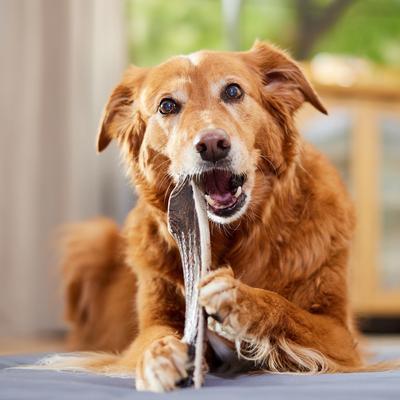 Show full view: Bones & Chews Made in USA Elk Antler Split Dog Chew, X-Large: 9.5 - 10.5 in slide 7 of 10