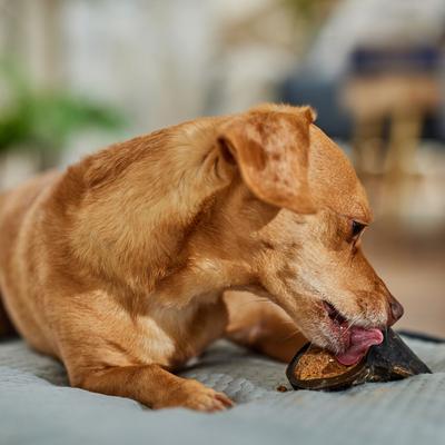 Show full view: Bones & Chews Made in USA Peanut Butter Flavored Filled Beef Hooves Dog Treats, 2 count slide 5 of 9
