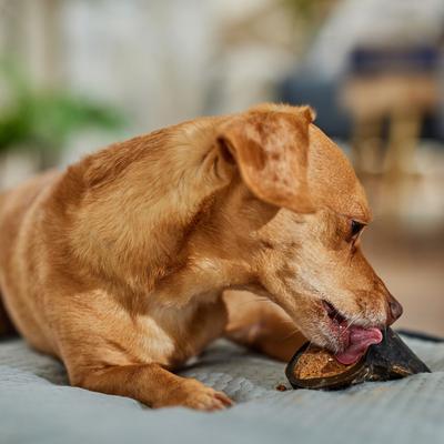 Show full view: Bones & Chews Made in USA Peanut Butter Flavored Filled Beef Hooves Dog Treats, 5 count slide 5 of 9