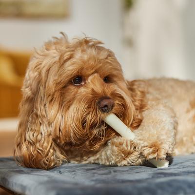 Show full view: Bones & Chews Made in USA Rawhide Roll Dog Treats, 5", 5 count slide 4 of 6