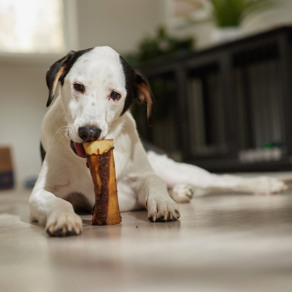 Bones & Chews Made in USA Roasted Marrow Bone 6" Dog Treat