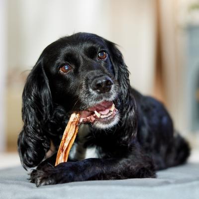 Show full view: Bones & Chews Made in USA Steer Stick 6" Dog Chew Treat, 6 count slide 5 of 9