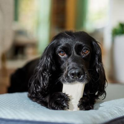 Show full view: Bones & Chews Made in USA Sweet Potato Flavored Filled Bone Dog Treats, 1 count slide 5 of 8