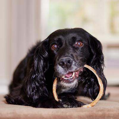 Show full view: Bones & Chews Ring Bully Stick Dog Chew Treat, 3 count slide 5 of 9