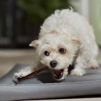 Show full view: Bones & Chews Slim Beef Gullet Stick 5-6" Dog Treats, case of 25 slide 5 of 8