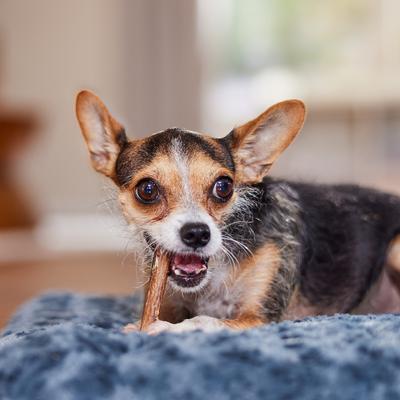 Show full view: Bones & Chews Standard Bully Stick 4" Dog Treats, 10 count slide 5 of 9