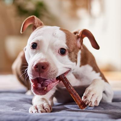 Show full view: Bones & Chews Standard Bully Stick 6" Dog Treats, case of 35 slide 6 of 10