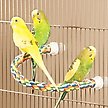 Show in main carousel: Booda Large Comfy Bird Perch, 21-in slide 7 of 10
