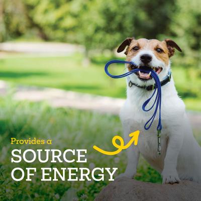 Show full view: Boone Collawags Large Bones Peanut Butter Flavor Dog Treats, 10-oz bag slide 6 of 9