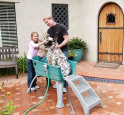 Booster Bath Elevated Dog Bathing & Grooming Center Steps slide 2 of 2
