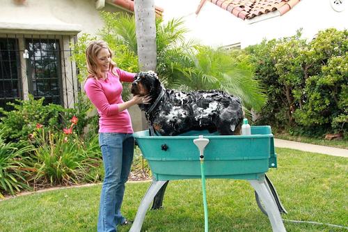 Show full view: Booster Bath Elevated Dog Bathing & Grooming Center, X-Large, Teal slide 5 of 8