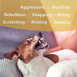 Botanical Animal Flower Essences Devil Be Gone Calming Pet Supplement, 1-fl oz bottle slide 2 of 6