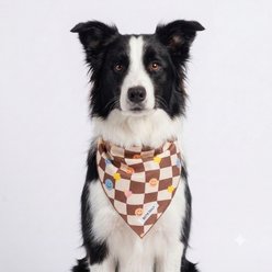 Both Tails Checkers Dog Bandana, Medium
