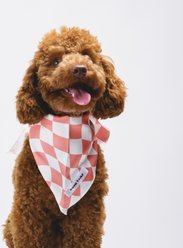 Both Tails Peaches Accessories Dog Bandana, Pink/White, Small