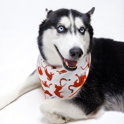 Both Tails Rawr Accessories Dog Bandana, Red/White/Black, Medium