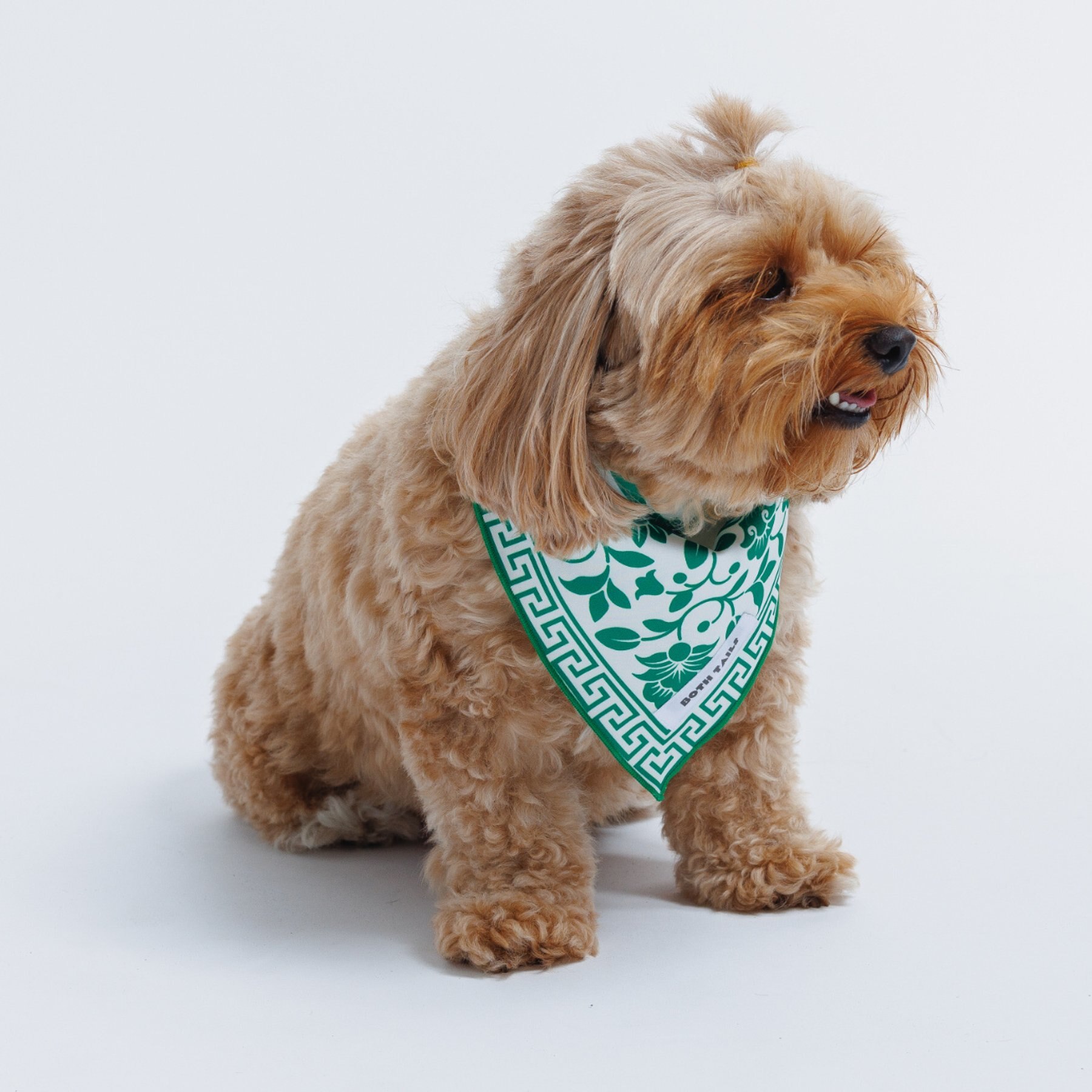 Both Tails Royal Dog Bandana, Small