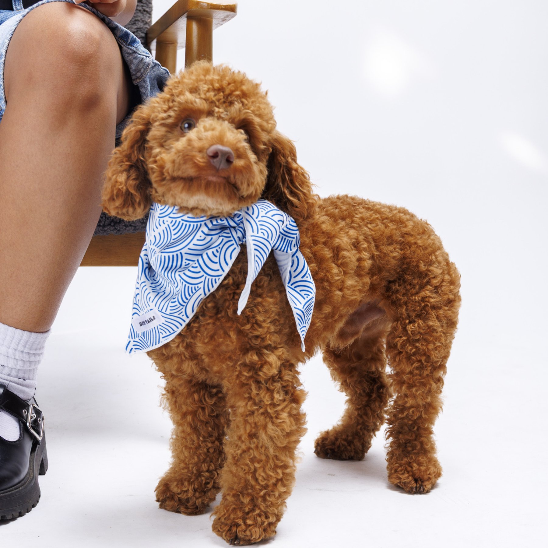Both Tails Wavy Accessories Dog Bandana, White/Blue, Small