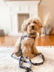 Boulevard Camo Dog Harness, Small slide 2 of 4