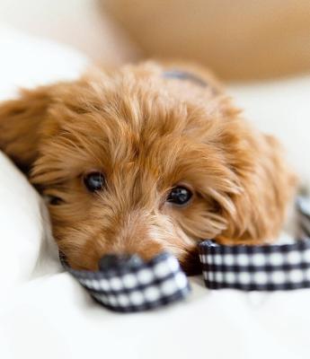 Show full view: Boulevard Gingham Dog Leash, Black, Small/Medium slide 4 of 6