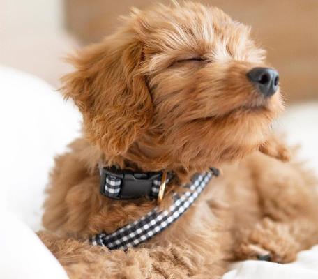 Show full view: Boulevard Gingham Dog Leash, Black, Small/Medium slide 5 of 6