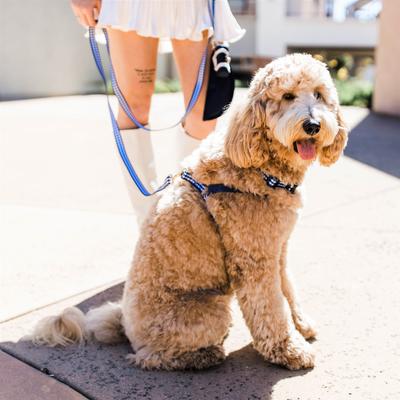 Show full view: Boulevard Gingham Dog Leash, Navy, Small/Medium slide 3 of 4