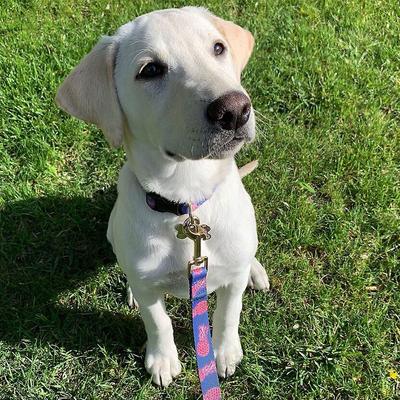 Show full view: Boulevard Personalized Aloha Dog Collar, Pink, Large slide 5 of 5