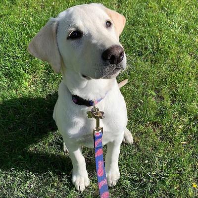 Show full view: Boulevard Personalized Aloha Dog Collar, Pink, Medium slide 6 of 6