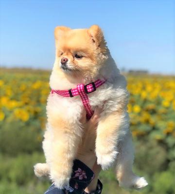 Show full view: Boulevard Personalized Gingham Dog Harness, Pink, Small slide 6 of 7