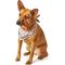 Show in main carousel: Boulevard Personalized Remy Buckle Dog Bandana, Pink, Large slide 6 of 6