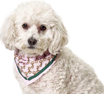 Show full view: Boulevard Personalized Remy Buckle Dog Bandana, Pink, Small slide 5 of 6