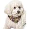 Show in main carousel: Boulevard Personalized Remy Camo Dog Bandana, Camo, Large slide 5 of 6