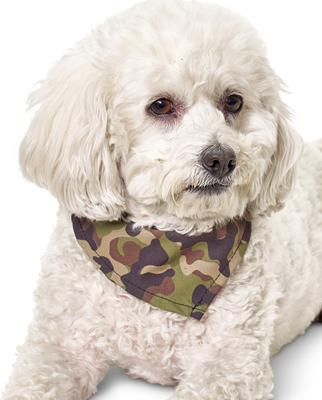 Show full view: Boulevard Personalized Remy Camo Dog Bandana, Camo, Large slide 5 of 6