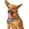 Show in main carousel: Boulevard Personalized Remy Camo Dog Bandana, Camo, Small slide 6 of 6