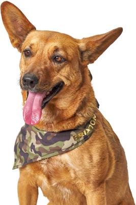 Show full view: Boulevard Personalized Remy Camo Dog Bandana, Camo, Small slide 6 of 6