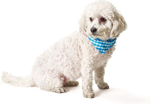 Show full view: Boulevard Personalized Remy Gingham Dog Bandana, Sky Blue, Large slide 5 of 5
