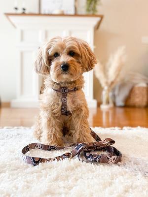 Show full view: Boulevard Snake Dog Leash, Small/Medium slide 3 of 3