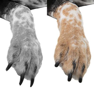 Show full view: Bousnic Super Low Noise Dog & Cat Nail Grinder, Blue slide 4 of 6