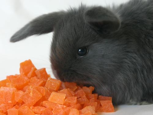 Show full view: Branded Pack - Sweet Meadow Farm Timothy Hay Small Pet Food, Guinea Pig Food, Freeze-Dried Treats, Dried Papaya Treats slide 7 of 10