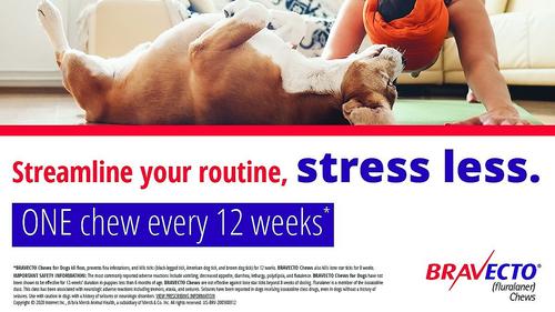 Show full view: Bravecto Chew for Dogs, 22-44 lbs, (Green Box), 2 Chews (24-wks. supply) slide 7 of 9