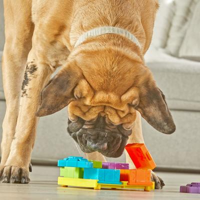 Show full view: Brightkins Surprise Party! Puzzle Treat Dog Toy slide 4 of 9