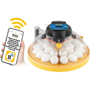 Brinsea Maxi 24 EX Connect 24 Egg Incubator