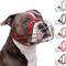 Show in main carousel: BRONZEDOG Pitbull Breathable Metal Basket Dog Muzzle, Large, Red slide 1 of 7