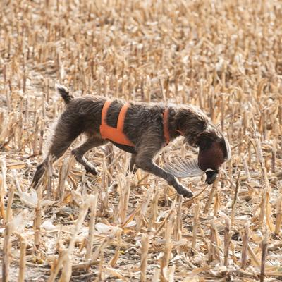 Show full view: Browning Chest Protection Solid Waterproof Dog Safety Vest, Orange, Large slide 7 of 7
