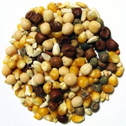 Brown's Conditioning Popcorn Premium Pigeon Food, 50-lb bag slide 2 of 2