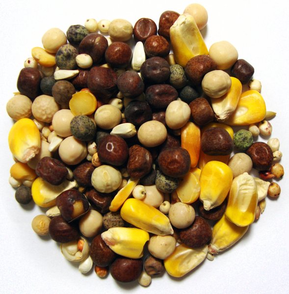 Brown's Conditioning Small Corn Seeds & Grains Dove & Pigeon Bird Food, 50-lb bag