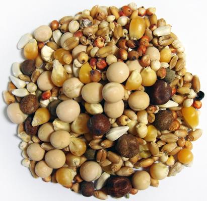 Show full view: Brown's Developer Popcorn Premium Pigeon Food, 50-lb bag slide 2 of 3