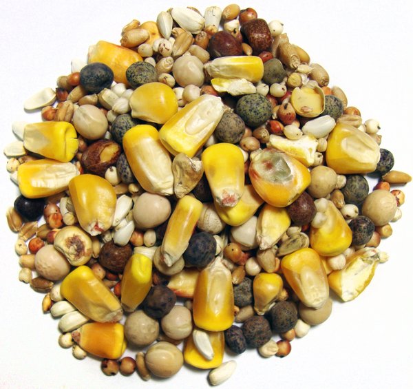 Brown's Developer Small Corn Seeds & Grains Dove & Pigeon Bird Food, 50-lb bag