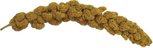 Show full view: Brown's Extreme Natural Millet Spray Bird Treats, 12 count slide 4 of 5